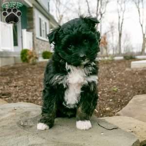 Sweetie, Shih-Poo Puppy